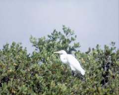 TN_BIRD-244.JPG