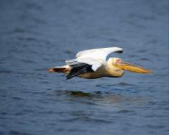 TN_BIRD-246.JPG