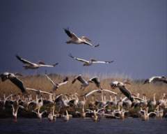 TN_BIRD-248.JPG