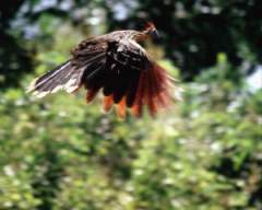 TN_BIRD-251.JPG