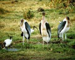 TN_BIRD-253.JPG