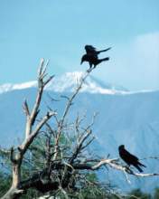 TN_BIRD-258.JPG