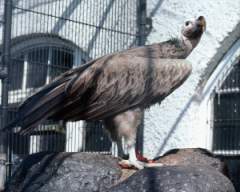 TN_BIRD-259.JPG
