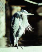 TN_BIRD-260.JPG