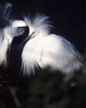 TN_BIRD-261.JPG