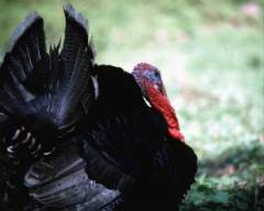 TN_BIRD-263.JPG