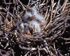 TN_BIRD-264.JPG