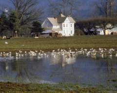 TN_BIRD-267.JPG