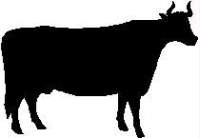 COW.JPG