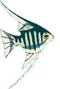 FISH10.JPG