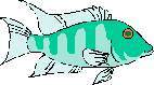 FISH11.JPG