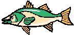 FISH12.JPG