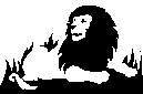 LION1.JPG