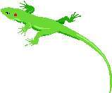 LIZARD1.JPG