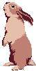 RABBIT1.JPG