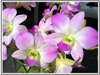 Den. Nellie Sugii
