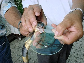 Taking the venom from the snake