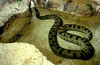 Anaconda