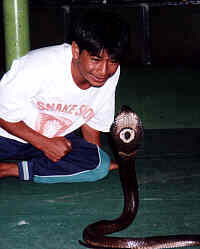 Snake handler with cobra