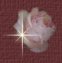 small pink rose
