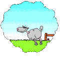 sheep