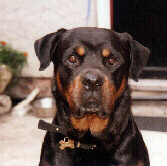 Tyson