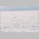 Humpback Whale