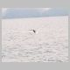 Humpback Whale