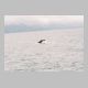 Humpback Whale