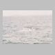 Humpback Whale