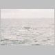 Humpback Whale