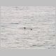 Sea Otter