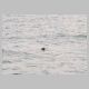 Sea Otter