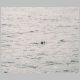 Sea Otter