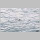 Sea Otter