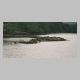 Harbor Seals