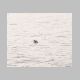 Sea Otter