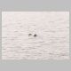 Sea Otter