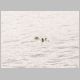 Sea Otter