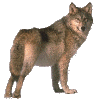 z-wolf.gif (18029 bytes)