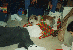 My Cute Dog Eating Wrapping Paper