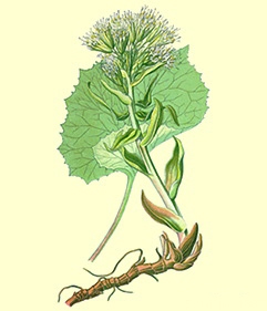 groot hoefblad tekening