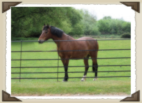 Horse