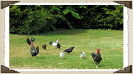 Chickens