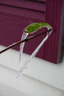 Icicle on plant