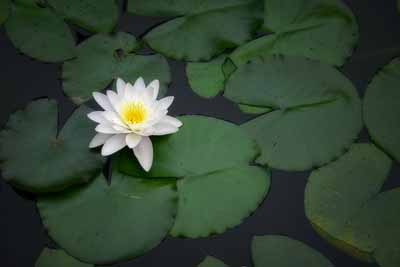 lily pond