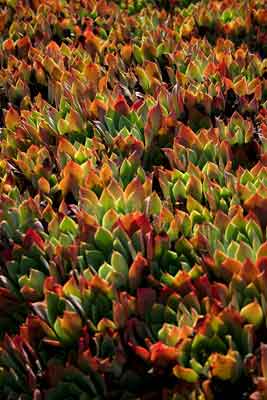 plants