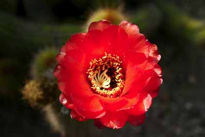 cactus flower