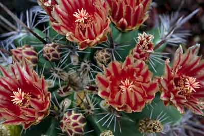 Cactus flowers
