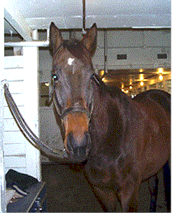 Buck.gif (35409 bytes)